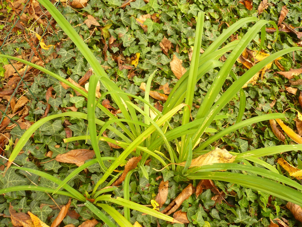 Hemerocallis fulva (Xanthorrhoeaceae)
